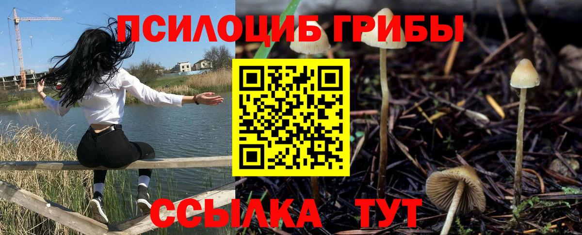 Псилоцибиновые грибы Cubensis Костомукша